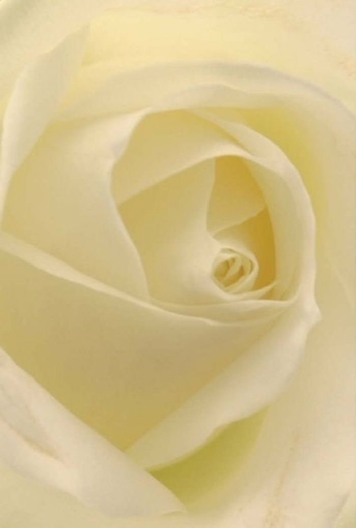 Observing this classic white rose up close is to witness tranquility and sophistication entwined, much like a stroll beneath the ancient oaks of St Albans' Sopwell Park. Layers of pearly white and creamy petals unfurl in harmonious waves, softened by luminous daylight that spills through the windows of a historic St Albans home. The bloom's spiraled core reveals near-perfection without ostentation: a pure, steady resilience echoing the community's enduring spirit. Shadows and light dance across each curve, enhancing the natural beauty and elevating the rose from mere flower to elegant statement. With its delicately ruffled edges and flawless arrangement, this rose is an inspired choice for heartfelt apologies, romantic gestures, or as a serene centrepiece at a wedding in the heart of St Albans. The composition releases a gentle, fresh scent-a touch of serenity, cleansing and appropriate, whatever message you wish to convey. In every deliberate placement of petal, there is a testament to the skill and artistry of the florist, transforming this single stem into a heartfelt message ready to grace any occasion, be it joyous or reflective, throughout the historic streets and peaceful parks of St Albans.